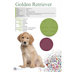 Afis Golden Retrieve 50 x 70 cm Afis Golden Retrieve 50 x 70 cm