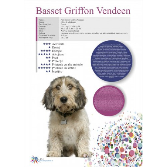 Afis Basset Griffon Vendeen 50 x 70 cm