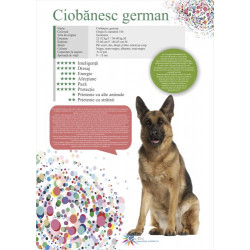 Afis Ciobanesc german 50 x 70 cm Afis Ciobanesc german 50 x 70 cm