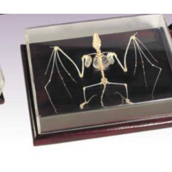Schelet broasca, material didactic Schelet broasca, material didactic