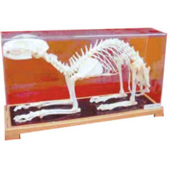 Schelet pisica, material didactic