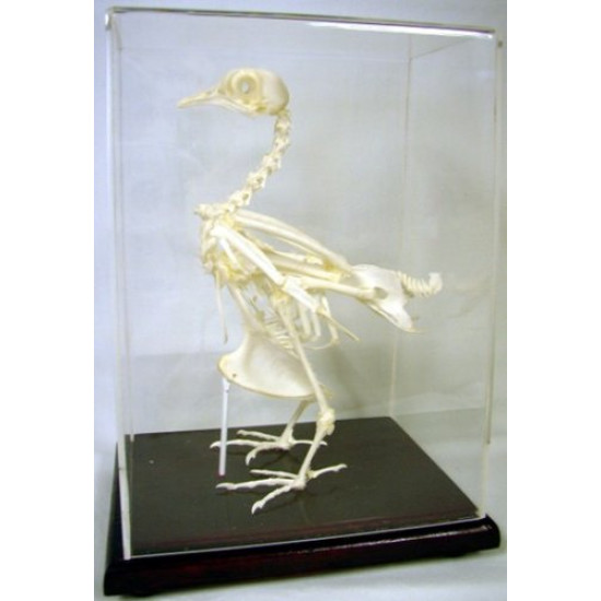 Schelet porumbel, material didactic Schelet porumbel, material didactic