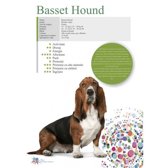 Afis Basset Hound 50 x 70 cm Afis Basset Hound 50 x 70 cm
