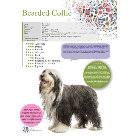 Afis Bearded Collie 50 x 70 cm