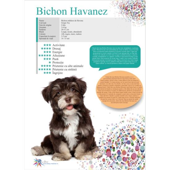 Afis Bichon Havanez 50 x 70 cm Afis Bichon Havanez 50 x 70 cm