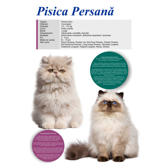 Afis Pisica Persana, 50 x 70 cm