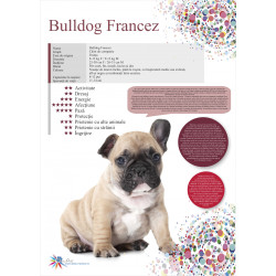 Afis Bulldog Francez 50 x 70 cm Afis Bulldog Francez 50 x 70 cm