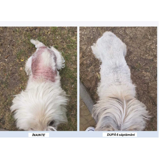 DR VET supliment nutritiv DERMAVET100 gr