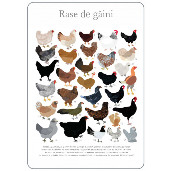 Afis rase gaini, 50 x 70 cm Afis rase gaini, 50 x 70 cm